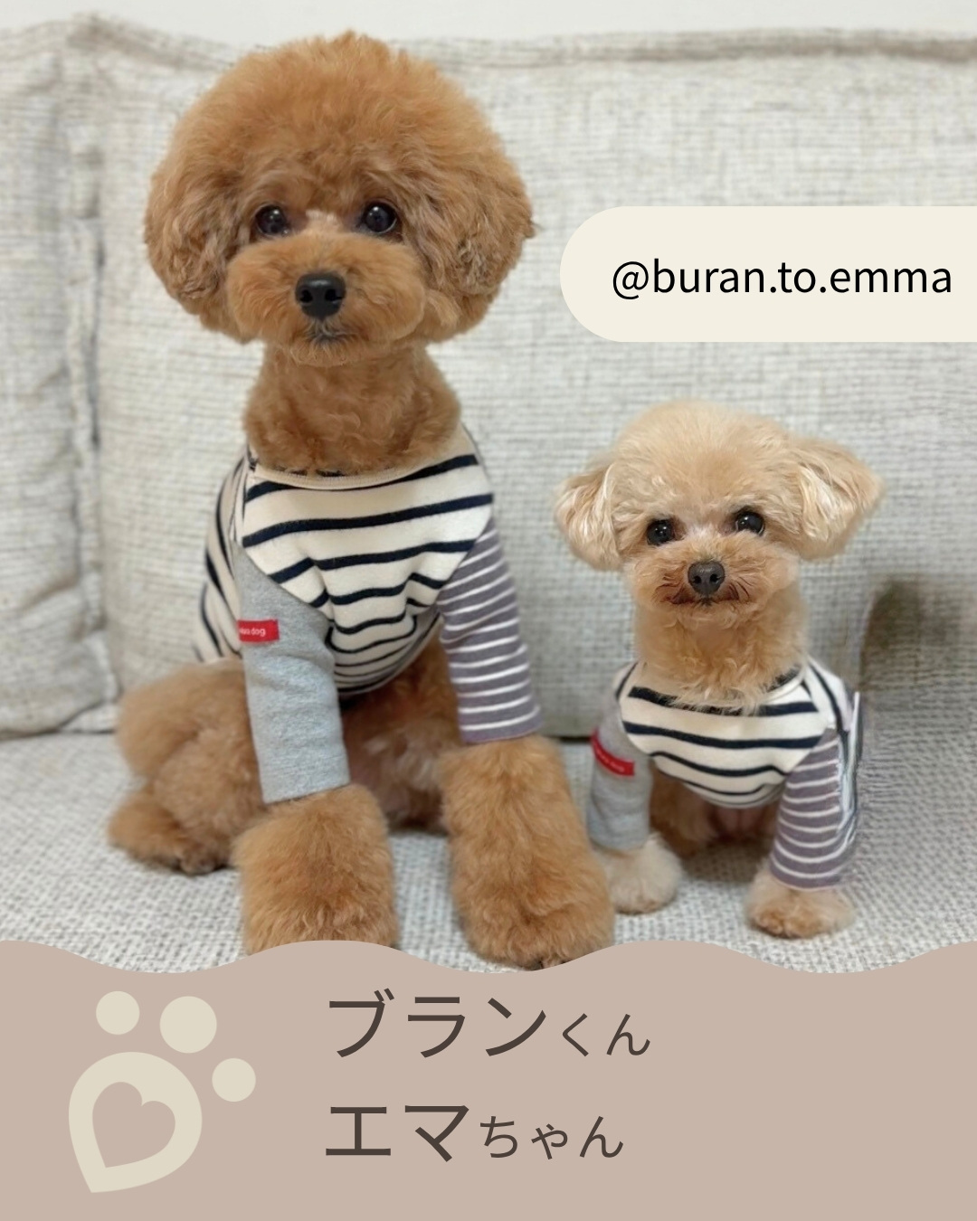 鎌倉DOGアンバサダー 2