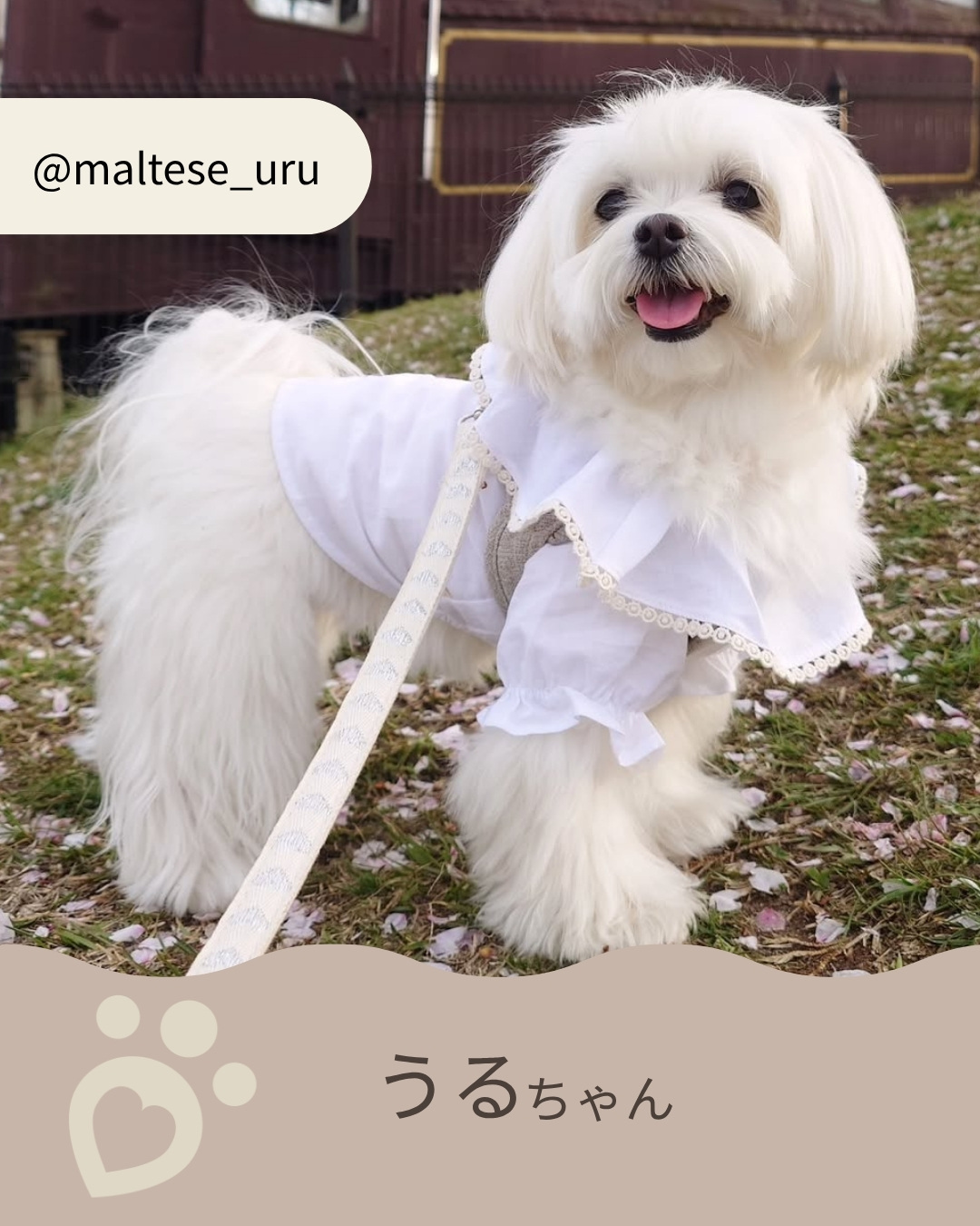 鎌倉DOGアンバサダー 3