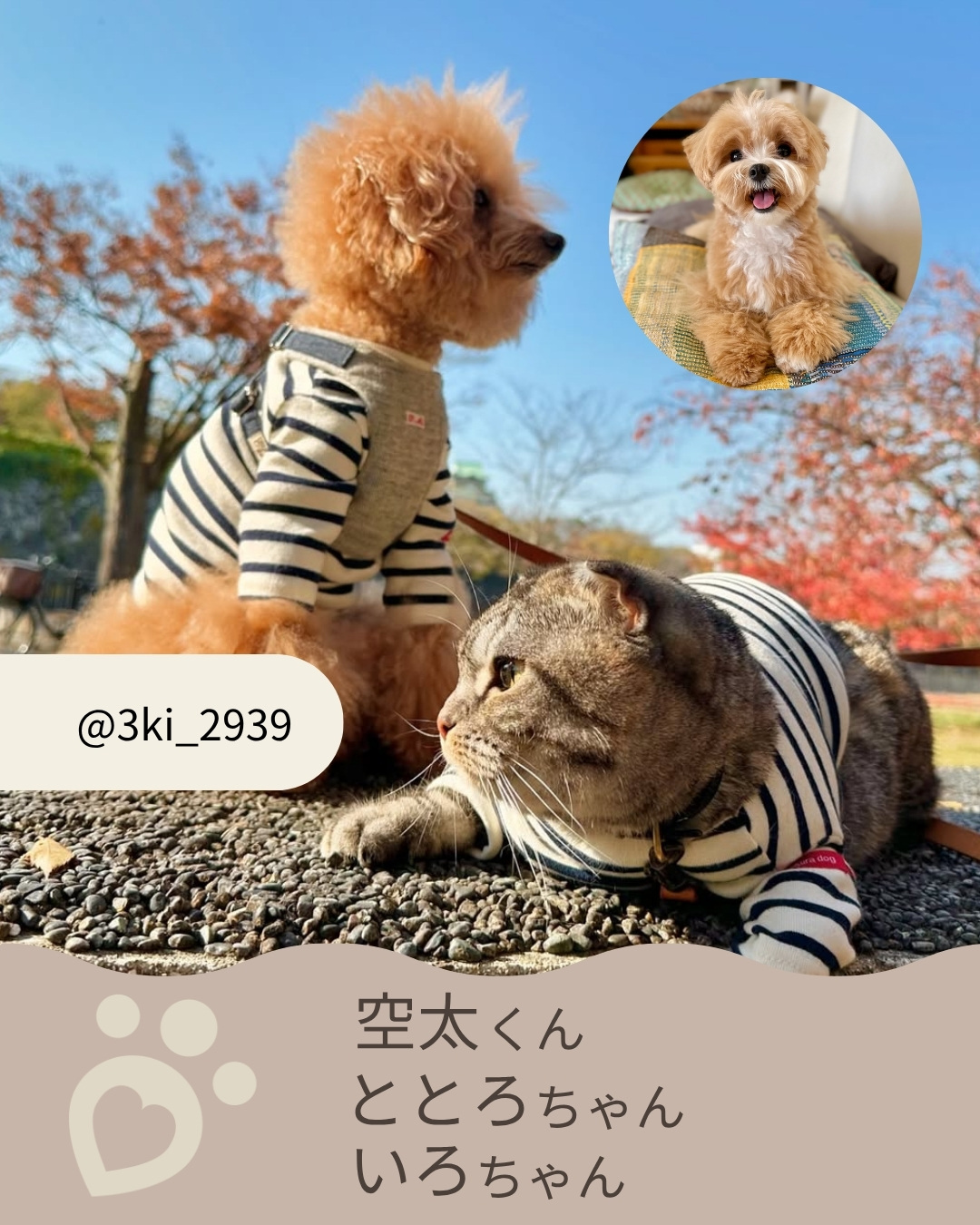 鎌倉DOGアンバサダー 4