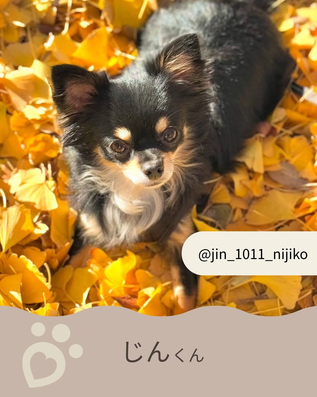 鎌倉DOGアンバサダー 5