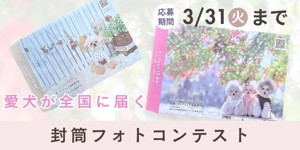 封筒フォトコンテスト開催｜愛犬のお写真が全国へ届くチャンス