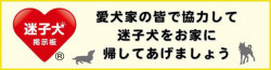 迷子犬の掲示板