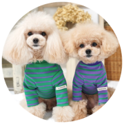 小型犬用ボーダー犬服特集｜人気のボーダードッグウェア