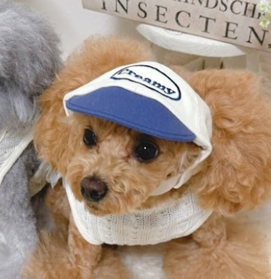帽子をかぶった犬の画像