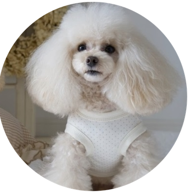 小型犬用オーガニック犬服特集｜安心素材のドッグウェア